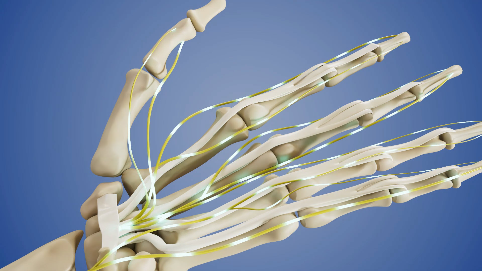 Skeletal hand and wrist showing bones and tendons